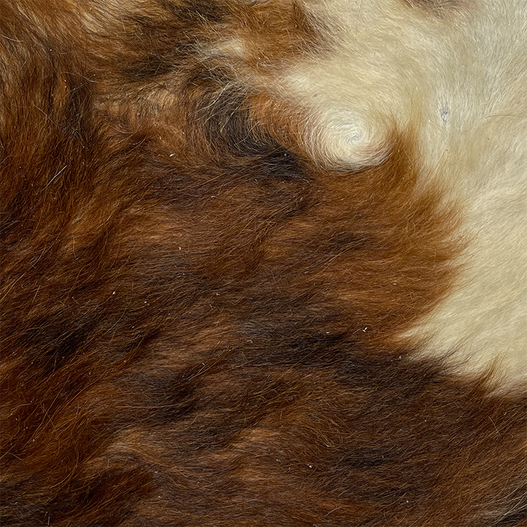 Designer Tri Color Brindle